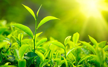 茶葉追溯系統的功能與優(yōu)勢